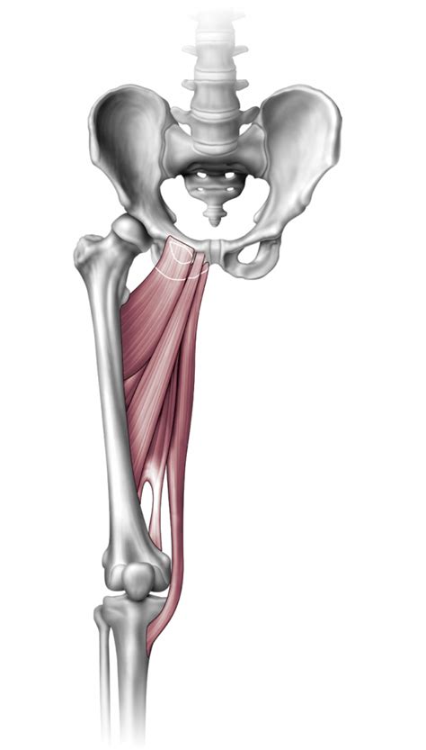 Hip And Thigh Orthogate Press