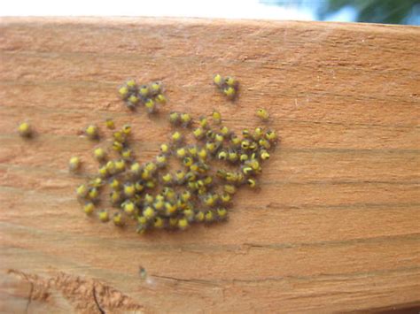 Baby Yellow Spiders With Black Marking Araneus Diadematus Bugguidenet