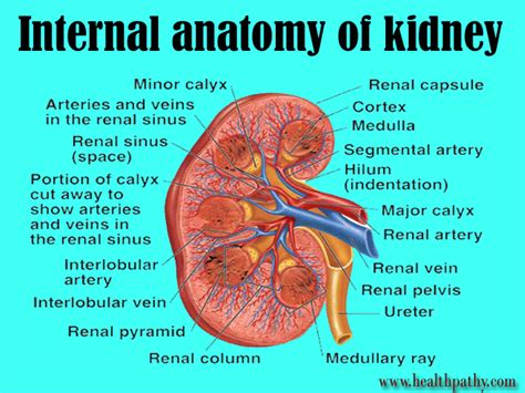 Physiology Of Human Excretory System Parts And Functions Structure Organ