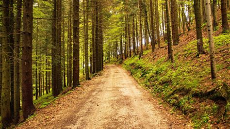 Sand Path Forest Trees Slope Green Plants Hd Nature Wallpapers Hd