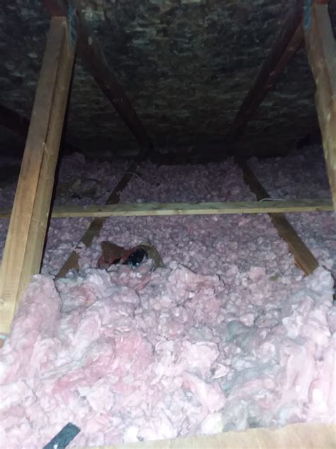 When you have pest control problems in elk grove, sacramento, and beyond, our team at all clear pest control is here to help. Raccoons Removal & Control Cincinnati OH - AAAC Wildlife ...