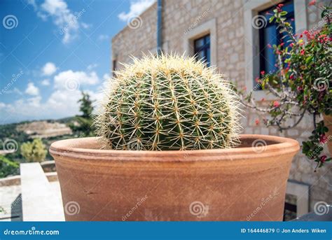 Cacti In Terracotta Pot On Balcony In Summertime Stock Image Image Of