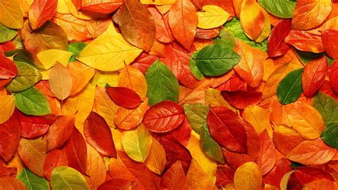 Dried Brown Leaves Orange Red And Green Leaves Leaves Fall Nature Hd Wallpaper