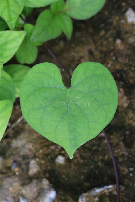 Heart Shaped Leaves On Tree In The Garden Stock Photo Image Of