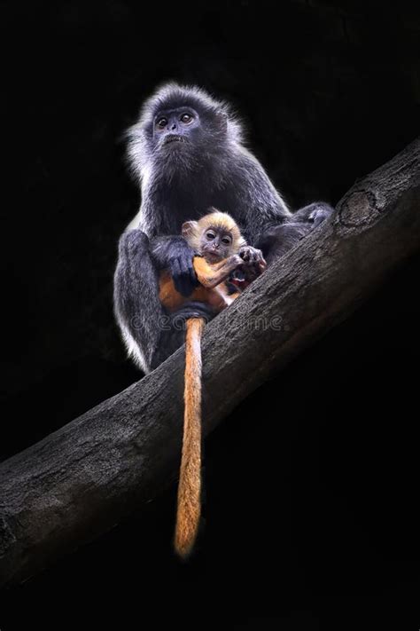 Kalimantan Silver Langur And Her Baby Stock Photo Image Of