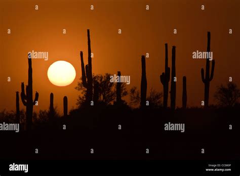 Sunset Silhouette Of Saguaro Cacti Cereus Giganteus In The Tonto
