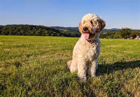 Goldendoodle dog food feeding guide. 8 Best Foods to Feed an Adult or Puppy Goldendoodle in 2020