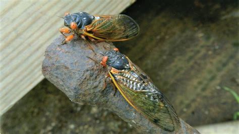 How ‘zombie Cicadas Spread The Psychedelic Fungus Miami Herald