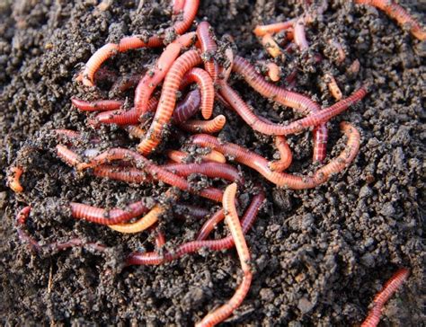 The Amazing Benefits Of Adding Worms To Your Vegetable Garden Soil And