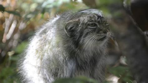 Pallas Cat Meowing Youtube