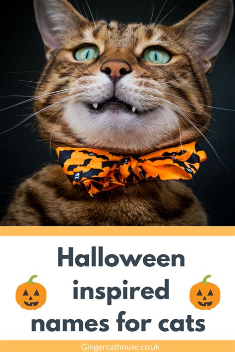 100 Spooky Halloween pet names | Halloween names for cats, Halloween