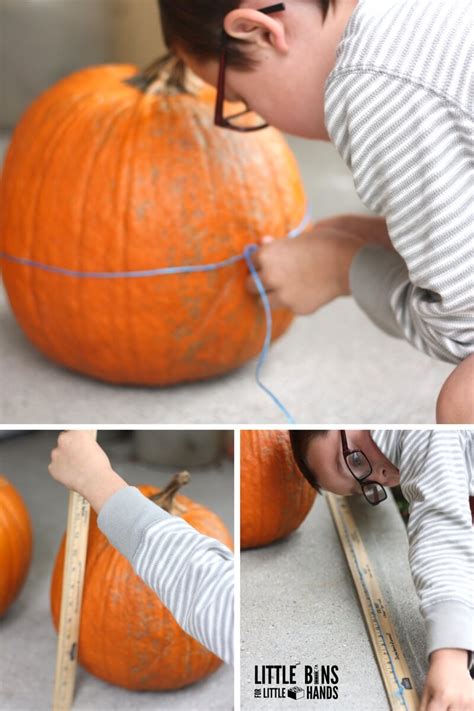 measuring pumpkins math activity  printable worksheets