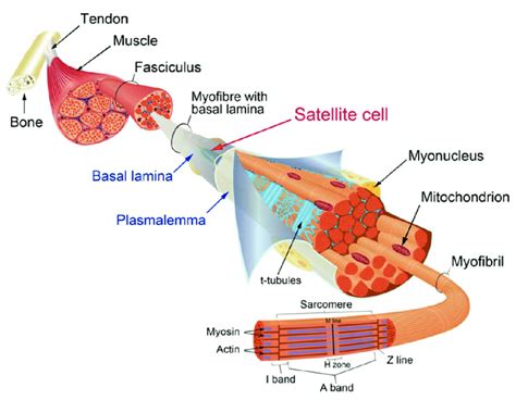 Satellite Cell Histology