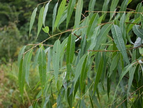 Salix - Willows | Trees Canadensis