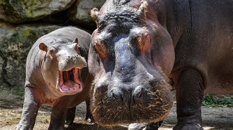 Hippos Might Join List Of Worlds Most Endangered Animals Report