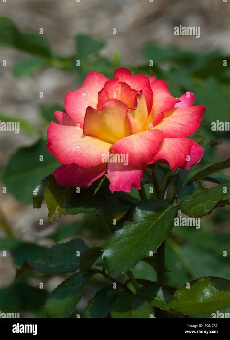 Rose Rosa Rainbow Sorbet Floribunda Stock Photo Alamy