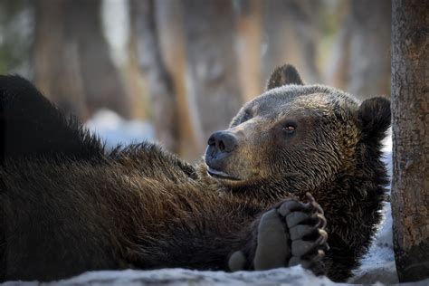 Grizzly Bears Seen As Gold For Mining Bc Govt Emails Reveal