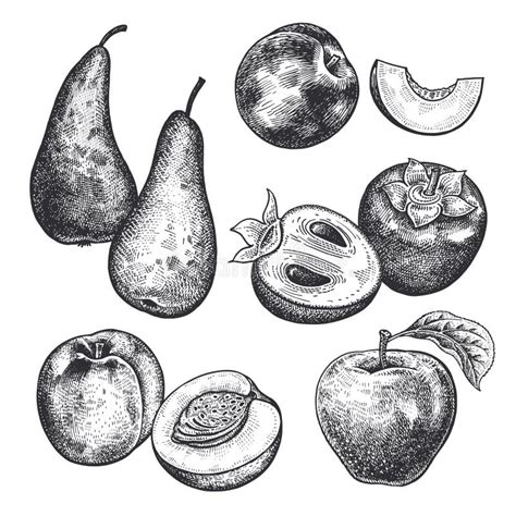 Placez Du Fruit Et Des Baies Croquis De Dessin Illustration De Vecteur Illustration Du