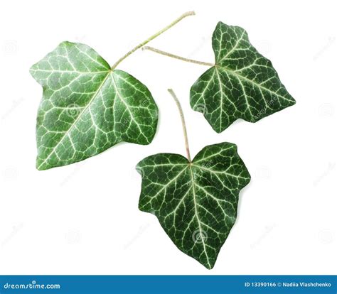 Three Leaves Isolated Stock Photo Image Of Biology Leaf 13390166