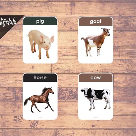 Farm Animals Real Pictures 27 Flash Cards English Printable