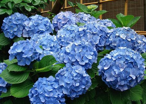 Pruning Hydrangea Varieties Hydrangea Care Tips The Old Farmers