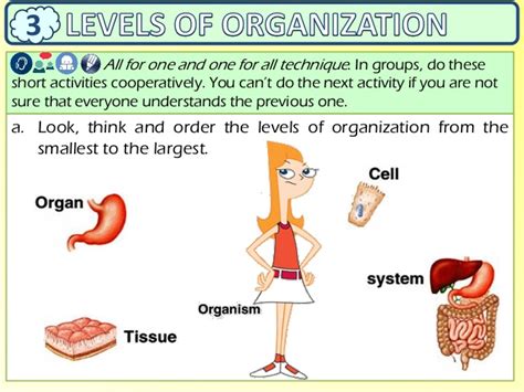 Presentation The Organization Of Living Things