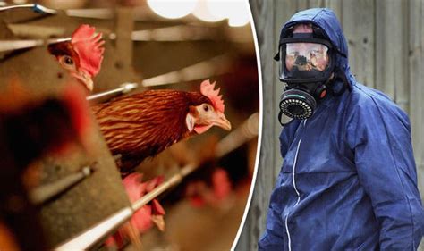 Bird Flu Outbreak Avian Flu Strain H5n8 Detected In British Farm Uk