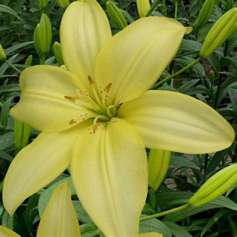 Buy Pollen Free Asiatic Lily Bulb Lilium Easy Vanilla Delivery By