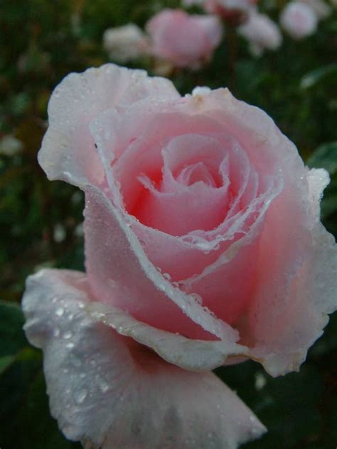 Anna Pavlova Tasman Bay Roses Buy Roses Online In New Zealand
