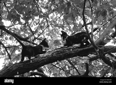 Two Kittens Playing On A Tree Black And Whitemonochrome Background