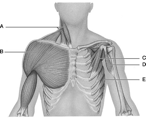 Chest And Arm Muscles Diagram Muscle Chart Anatomical