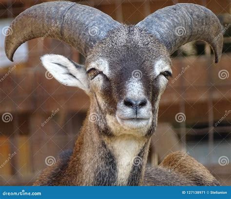 Close Up Of Male Mouflon With Horns Large Front View Stock Image