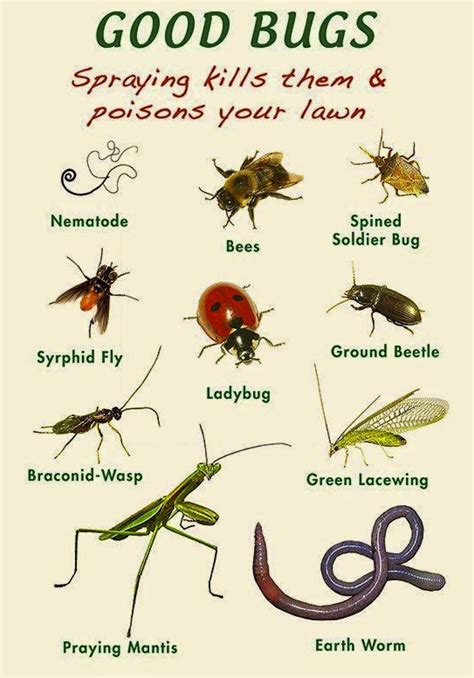 Beneficial Vegetable Garden Insects