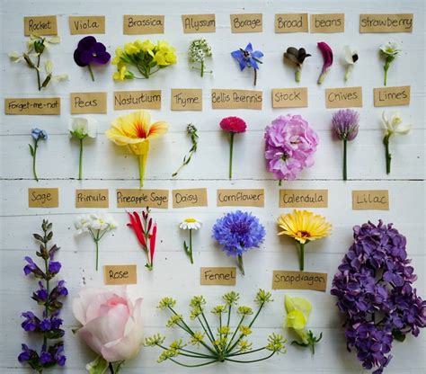 Edible Flowers List With Pictures Uk Edible Flowers List With Edible