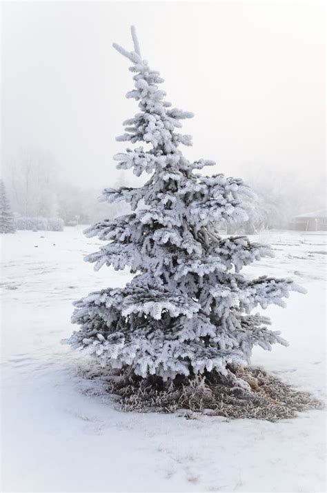 Snow Covered Spruce Tree Stock Image Image Of Perfect 27966841