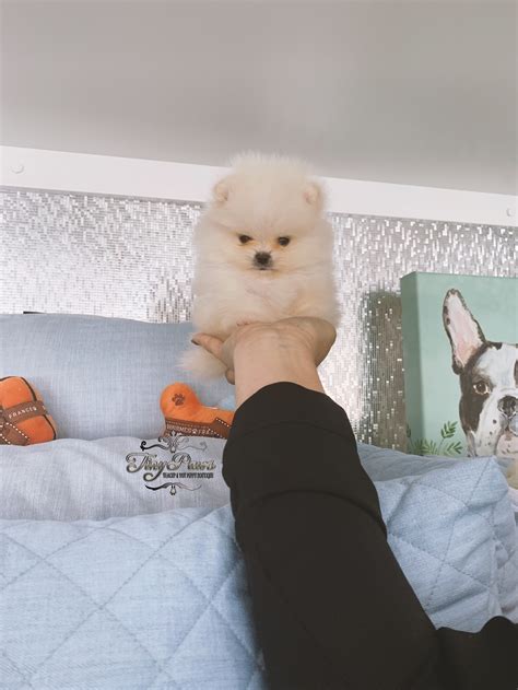 Puppies Archive - Page 2 of 6 - Tiny Paws