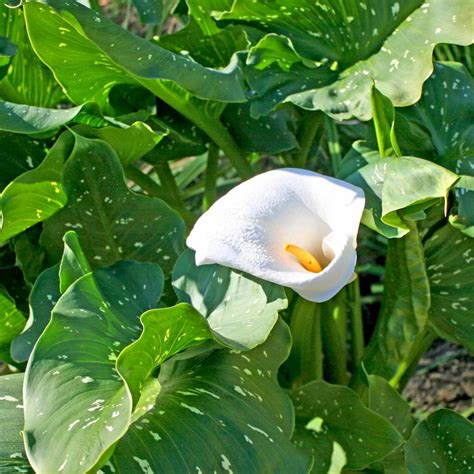 Zantedeschia Aethiopica White Giant Calla Lily From Sandys Plants
