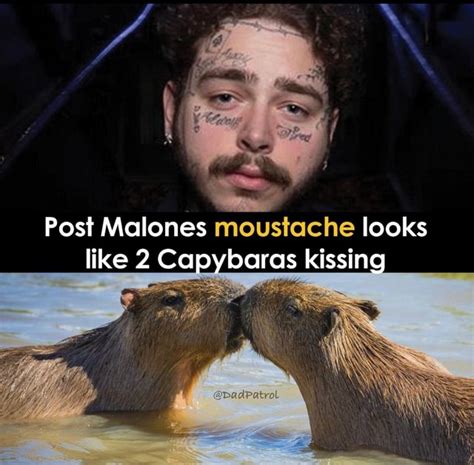 Post Malones Moustache Looks Like 2 Capybaras Kissing Ifunny