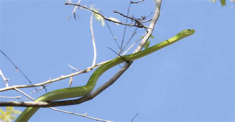Green Mamba Vs Boomslang What Are The Differences Az Animals