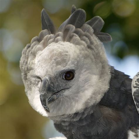Harpy Eagle Diminishing Hopes