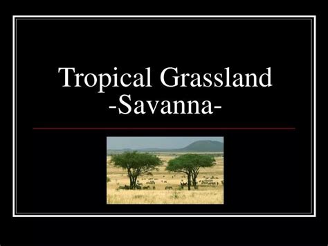 Ppt Tropical Grassland Savanna Powerpoint Presentation Free Download Id6643768