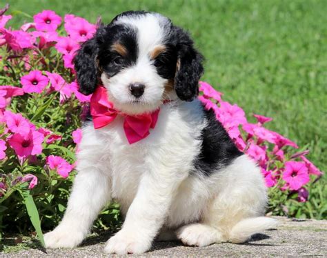 Central illinois doodles is a reputable bernedoodle breeder. Emmy | Bernedoodle - Mini Puppy For Sale | Keystone Puppies