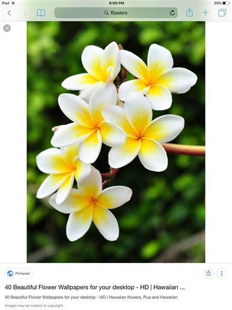 Are you looking for a perfect flower name for your beautiful baby girl? Shanai | Beautiful flowers pictures, Beautiful flower ...