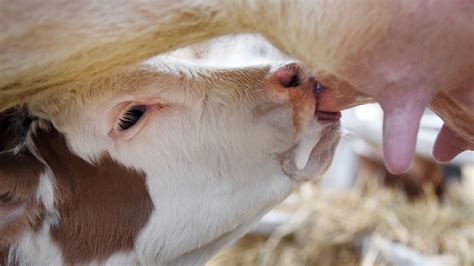 Landwirtschaft kurz erklärt - Warum Kühe Milch geben | BR24