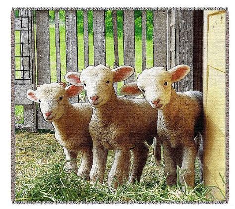 Sheep And Lamb Trio Tapestry Throw Blanket Etsy