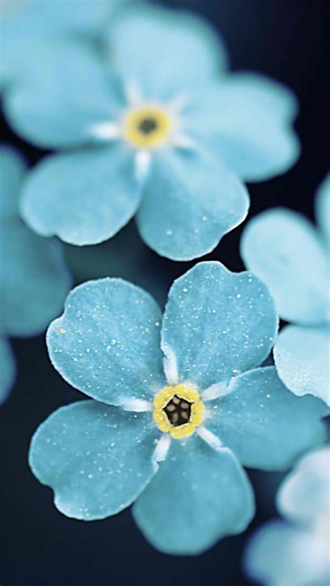 Blue Iphone Wallpaper Nature Flowers Download Free Mock Up