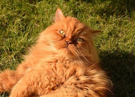 Perzische Kattennamen Exotische En Unieke Opties Voor Uw Kat
