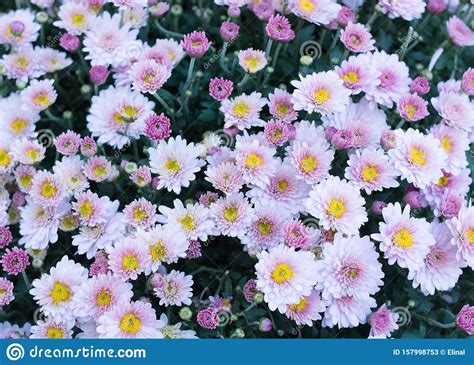 Violet Pink Field Flowers Background Chamomile Daisy
