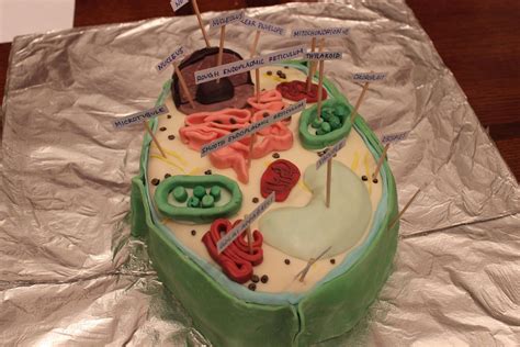 Last Year I Made A Plant Cell Cake For My Biology Class Who Wants A