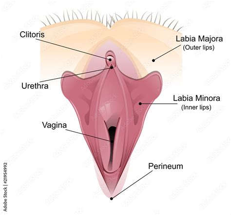 Vaginal detailed diagram Stock イラスト Adobe Stock